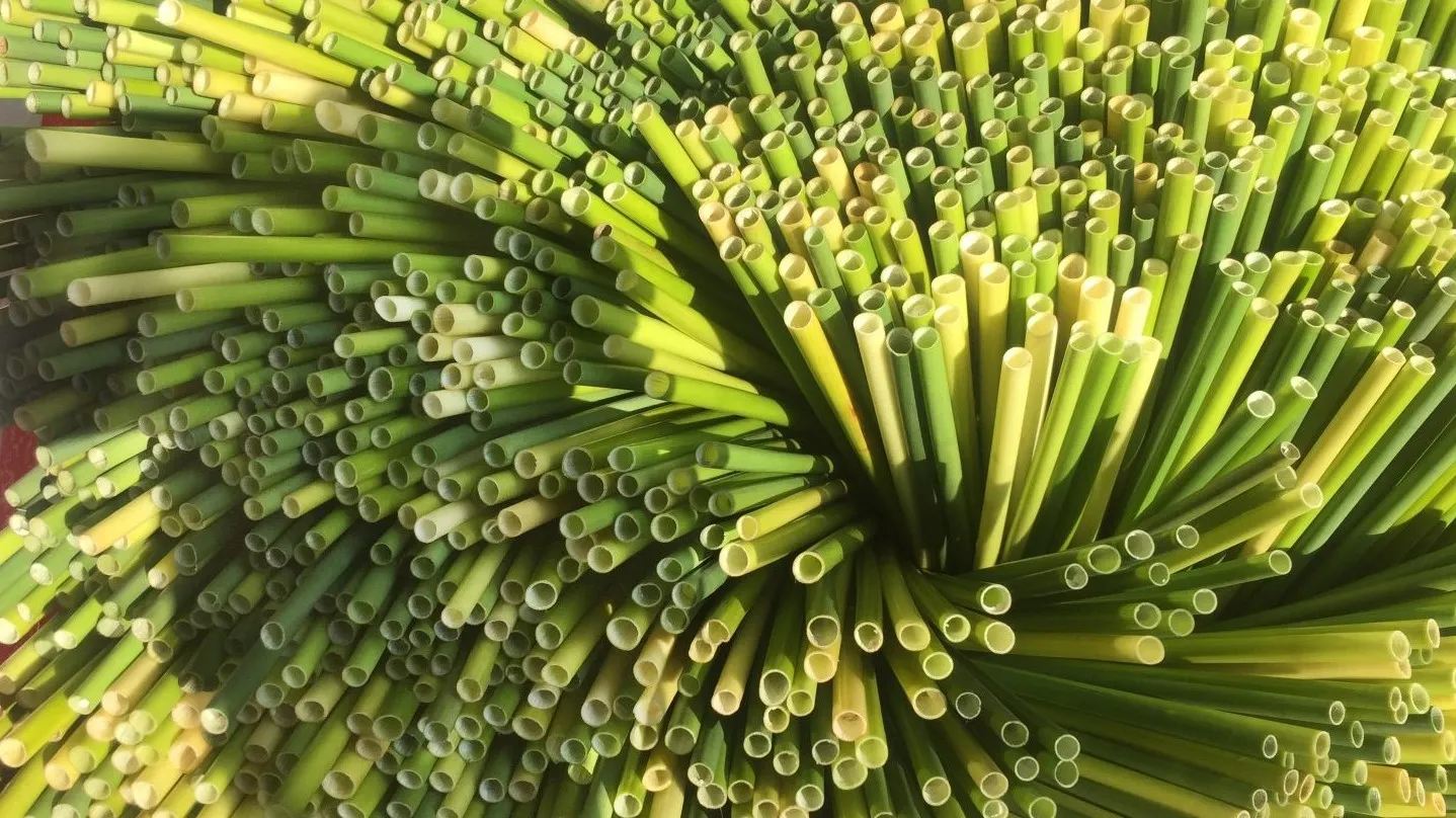 ống hút cỏ bàng