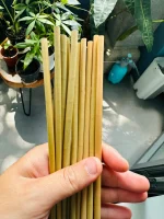 ống hút cỏ, ống hút cỏ bàng