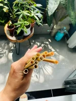 ống hút cỏ, ống hút cỏ bàng