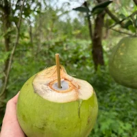 ống hút cỏ, ống hút cỏ bàng